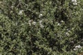 Cape snow bush with flowers Royalty Free Stock Photo