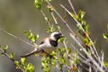 Cape sparrow (Passer melanurus)