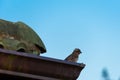 A Cape Sparrow Passer Melanurus sitting on a roof