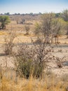 Cape Sparrows in the Kalahari