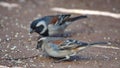 Cape sparrows on the ground