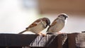 Cape sparrows perched on a fence