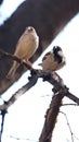 Cape sparrows perched in a tree