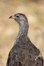 Cape Spurfowl