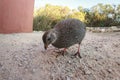 Cape Spurfowl