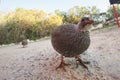 Cape Spurfowl