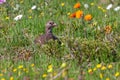 Cape Spurfowl or Cape Francolin