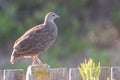 Cape spurfowl