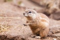 Cape Squirrel Royalty Free Stock Photo