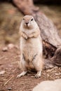 Cape Squirrel Royalty Free Stock Photo