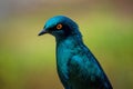 Cape Starling bird close up