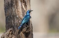 The Cape starling