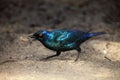 The Cape starling or Cape glossy starling Lamprotornis nitens with the larvae of antlions in its beak