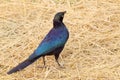 Cape starling at the ground