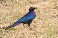 Cape starling at the ground