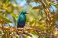 Cape starling in Kruger National Park