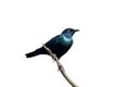 Cape starling, Lamprotornis nitens Royalty Free Stock Photo