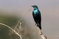 Cape starling, Lamprotornis nitens Royalty Free Stock Photo