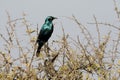 Cape starling, Lamprotornis nitens Royalty Free Stock Photo