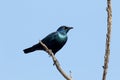 Cape starling, Lamprotornis nitens Royalty Free Stock Photo