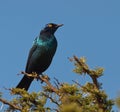 Cape Starling looking to right