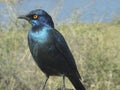 Cape Starling