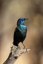 The Cape starling, red-shouldered glossy-starling or Cape glossy starling Lamprotornis nitens on the end of the branch. Metallic Royalty Free Stock Photo