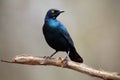The Cape starling, red-shouldered glossy-starling or Cape glossy starling Lamprotornis nitens on the branch. Metallic blue bird Royalty Free Stock Photo