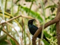 The Cape starling, red-shouldered glossy-starling or Cape glossy starling (Lamprotornis nitens Royalty Free Stock Photo