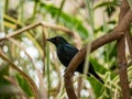 The Cape starling, red-shouldered glossy-starling or Cape glossy starling (Lamprotornis nitens Royalty Free Stock Photo