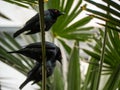 The Cape starling, red-shouldered glossy-starling or Cape glossy starling (Lamprotornis nitens