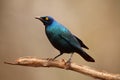 The Cape starling, red-shouldered glossy-starling or Cape glossy starling Lamprotornis nitens sitting on the branch with brow Royalty Free Stock Photo