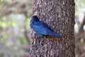 African Cape Starling