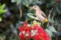 Cape sugar bird looking for nectar in red flowers of bottle brush Royalty Free Stock Photo