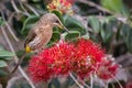 Cape sugar bird looking for nectar in red flowers of bottle brush Royalty Free Stock Photo