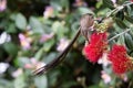 Cape sugar bird looking for nectar in red flowers of bottle brush Royalty Free Stock Photo