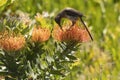 Cape Sugar bird, male, Promerops cafer, bending down to reach nectar on orange Pin Cushion Protea Royalty Free Stock Photo