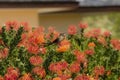 Cape Sugar bird, male, Promerops cafer, looking right and perched on orange Pincushion Fynbos