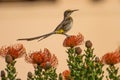 Cape Sugar bird, male, Promerops cafer, sitting on Royalty Free Stock Photo