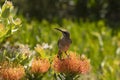 Cape Sugar bird, male, Promerops cafer,sitting on orange Pin Cushion Protea