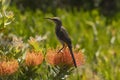 Cape Sugar bird, male, Promerops cafer, sitting on orange Pin Cushion Protea flower, looking left Royalty Free Stock Photo