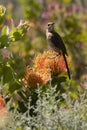 Cape Sugar bird, male, Promerops cafer, sitting upright on orange Pin Cushion Protea flower, head turned to right, Royalty Free Stock Photo