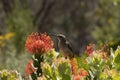 Cape Sugar bird, male, Promerops cafer, sitting upright on orange Pin Cushion Protea flower, Royalty Free Stock Photo