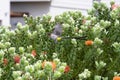 Cape Sugar bird, male, Promerops cafer, taking flight from green foliage Royalty Free Stock Photo