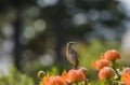 Cape Sugar bird, perched on orange flowers Royalty Free Stock Photo
