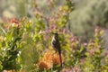 Cape Sugar bird, Promerops cafer, looking to left on orange flower Royalty Free Stock Photo