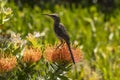 Cape sugar bird, Promerops cafer , sitting on top of orange pincusion protea bloom Royalty Free Stock Photo