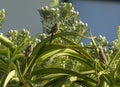 Cape Sugar Bird with Speckled Mousebird perched on plant with white flowers Royalty Free Stock Photo