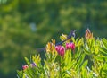 Cape Sugar birds, Promerops cafer , sitting on top of pink Protea cynaroides Royalty Free Stock Photo