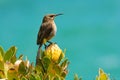 Cape Sugarbird Royalty Free Stock Photo